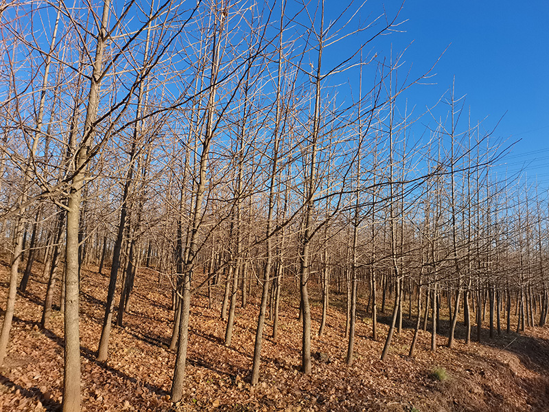 2025��-������