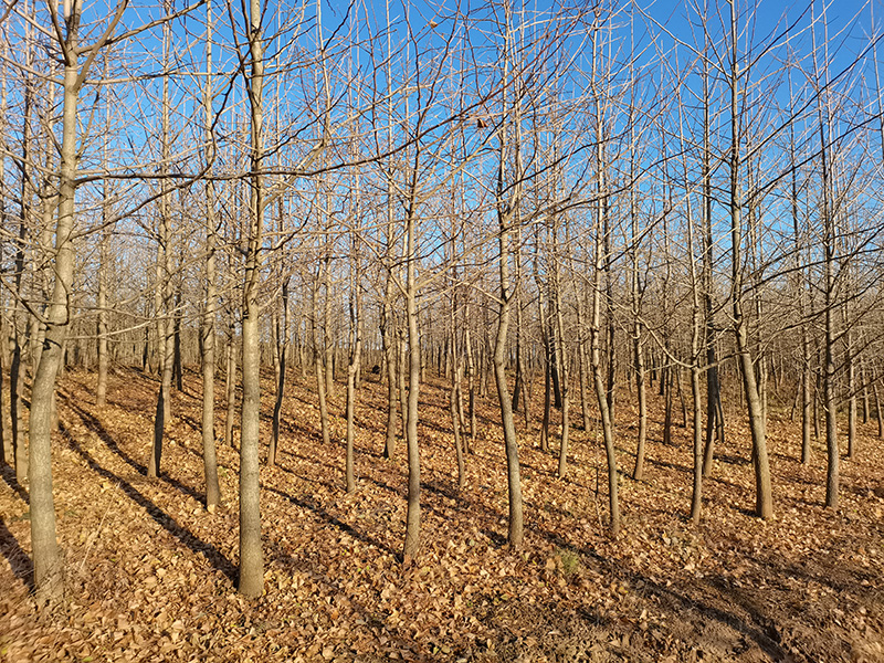 2025��-������