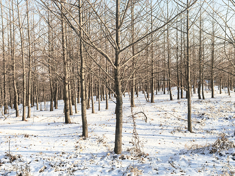 2025��-������