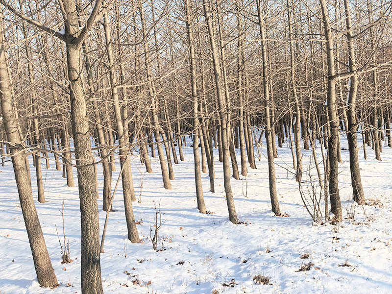 2025��-������