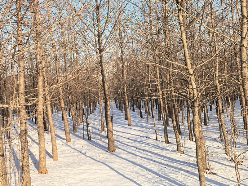 2025��-������